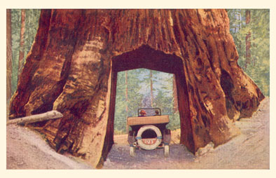 Big Trees Triangle Tours = Postcard no. 1